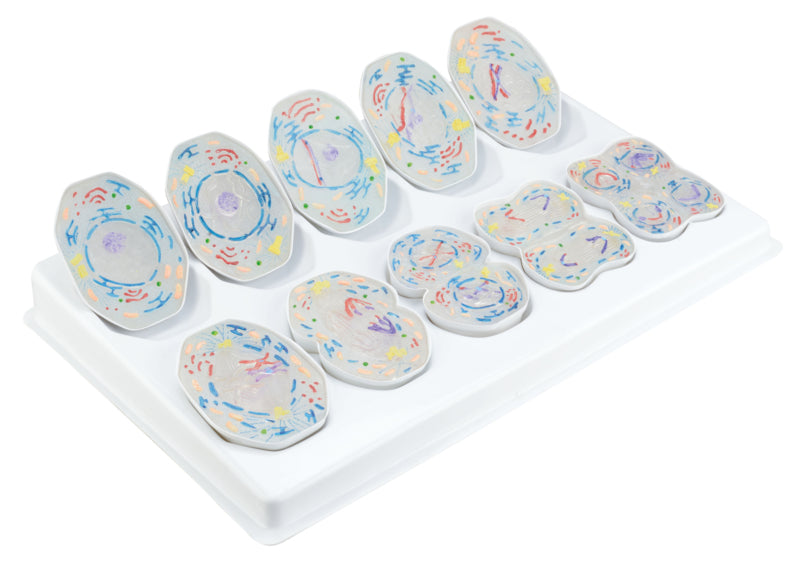 Meiose van dierlijke cellen - een model