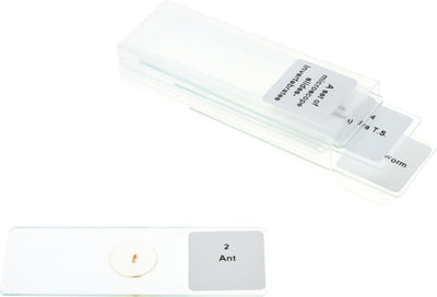 Set microscoopglaasjes ongewervelden