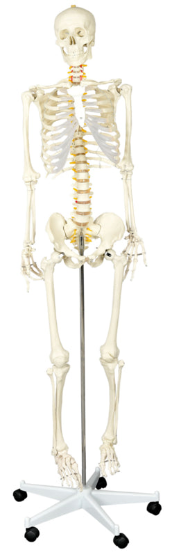 Menselijk skelet 170 cm