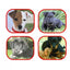Puppy`s - serie 176