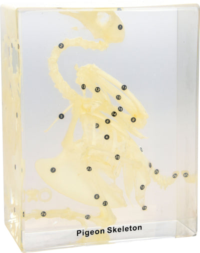 Skelet in plexiglas - duif