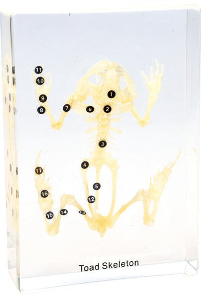 Skelet in plexiglas - kikker